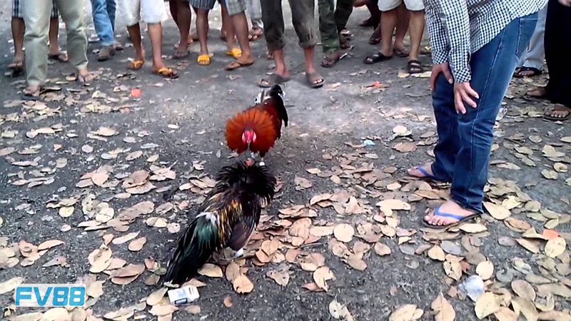 Đá Gà Thomo fv88 - Quy tắc chạng gà Đá Gà Thomo fv88 - Quy tắc chạng gà